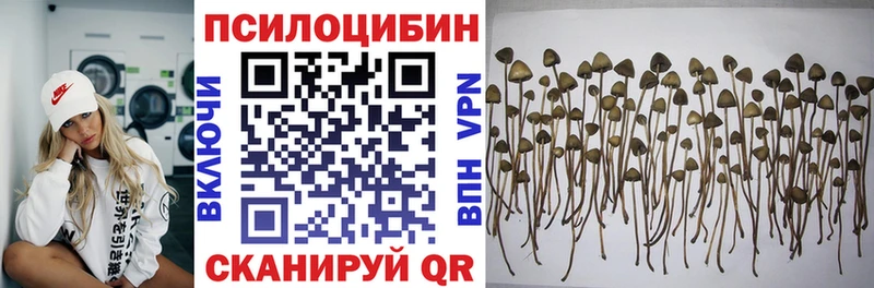 Псилоцибиновые грибы мицелий купить наркотики сайты Нерчинск